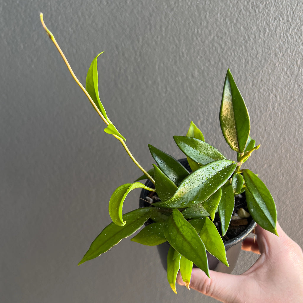 Hand holding a Hoya pubicalyx Red Buttons showing long narrow leaves with soft silver flecking and a glossy deep green surface.