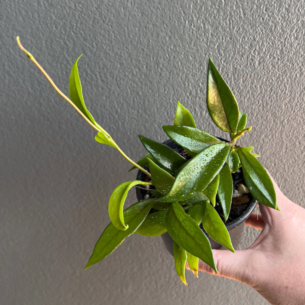 Close view of Hoya pubicalyx Red Buttons in hand highlighting the slender pointed foliage, scattered silver splash and tidy vining habit.