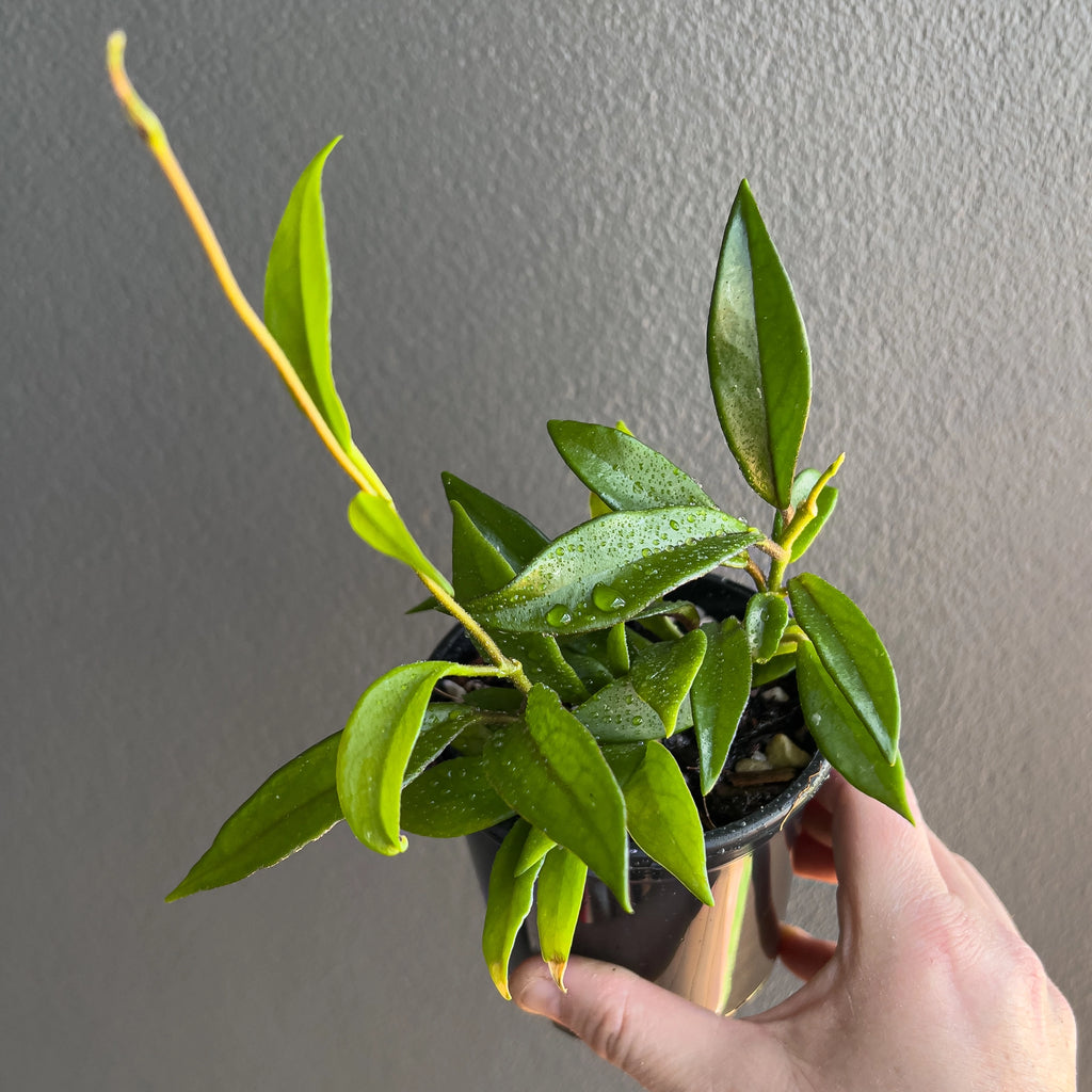 Hand holding a Hoya pubicalyx Red Buttons showing the firm textured leaves, subtle mottling and clean tapered shape.