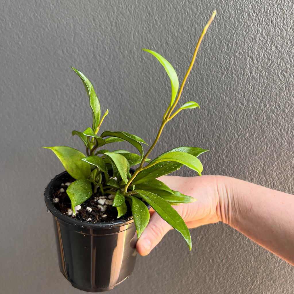 Hoya pubicalyx Red Buttons in a black nursery pot with arching stems and smooth elongated leaves set against a neutral background.