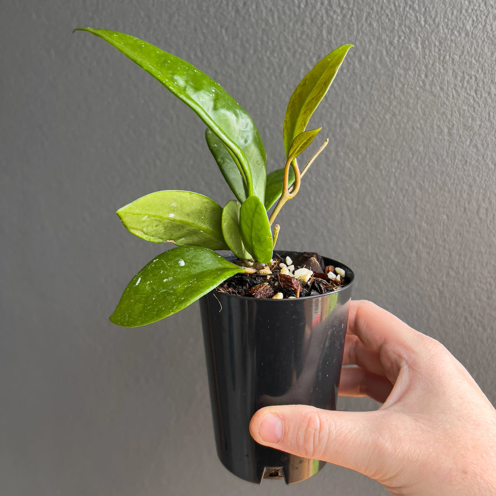 Hand holding a Hoya pubicalyx Pink Silver showing the glossy elongated foliage and even spread of silver across the leaf surface.
