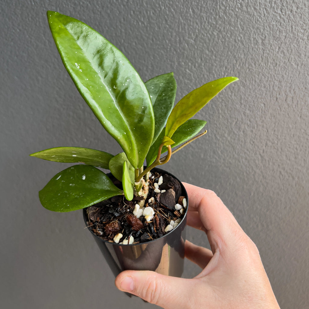 Hoya pubicalyx Pink Silver in hand highlighting the dark green tone, soft silver bursts and slender pointed leaf tips.