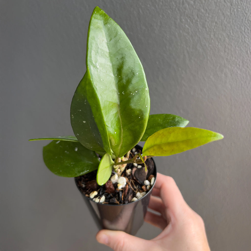 Close-up of Hoya pubicalyx Pink Silver in hand with long smooth leaves, scattered silver splash and a relaxed trailing growth style.