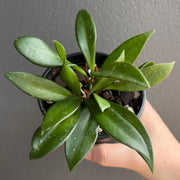 Hoya Pubicalyx Pink Silver