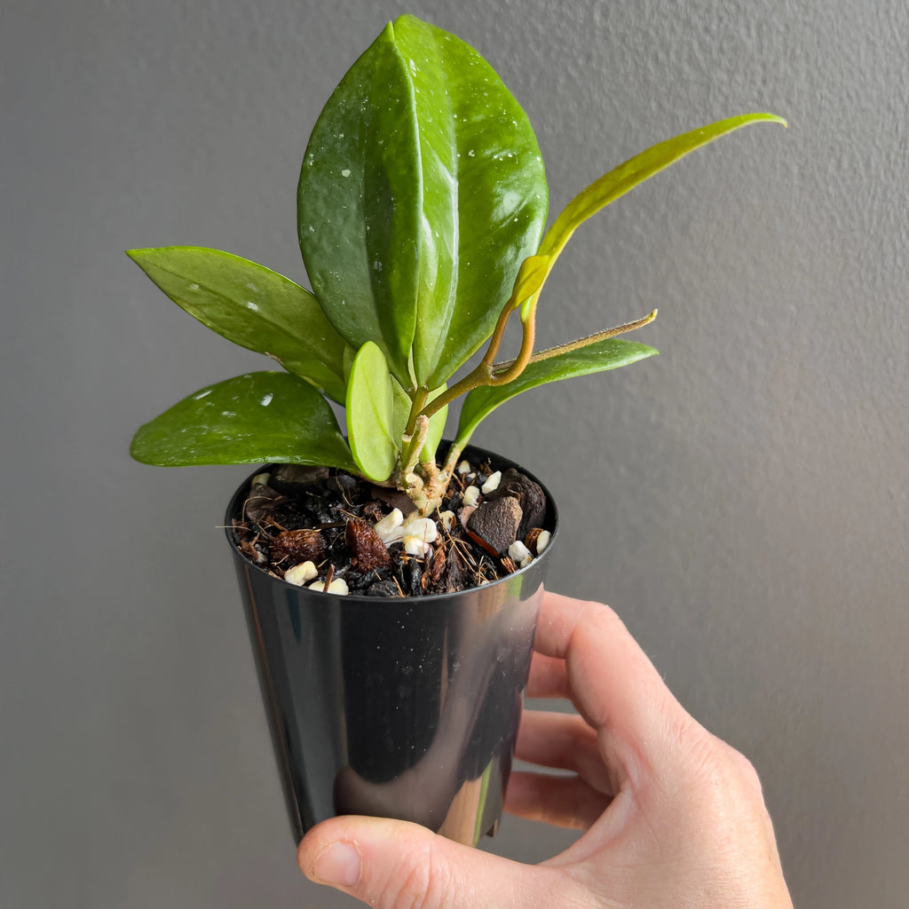 Hand holding a Hoya pubicalyx Pink Silver showing the rich green leaves, bright reflective silver flecks and clean narrow shape.