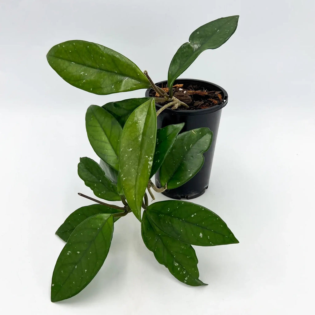 Hoya publicalyx 'Silver Schillachi' with dark green, silver-splashed leaves in a pot, ideal for indoor plant collectors. Chalet Boutique, Australia.