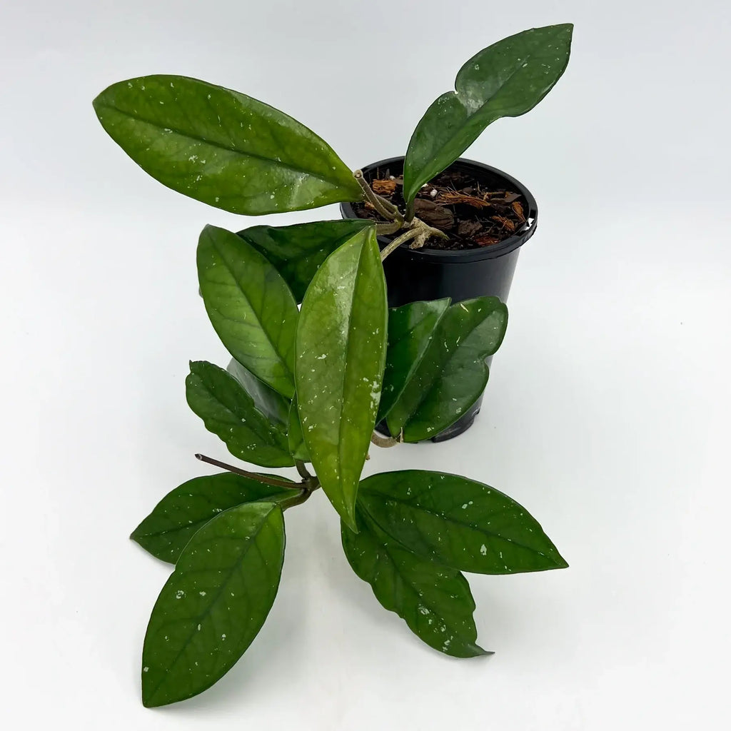 Hoya publicalyx 'Silver Schillachi' indoor plant with dark green, waxy leaves in a nursery pot, available at Chalet Boutique, Australia.