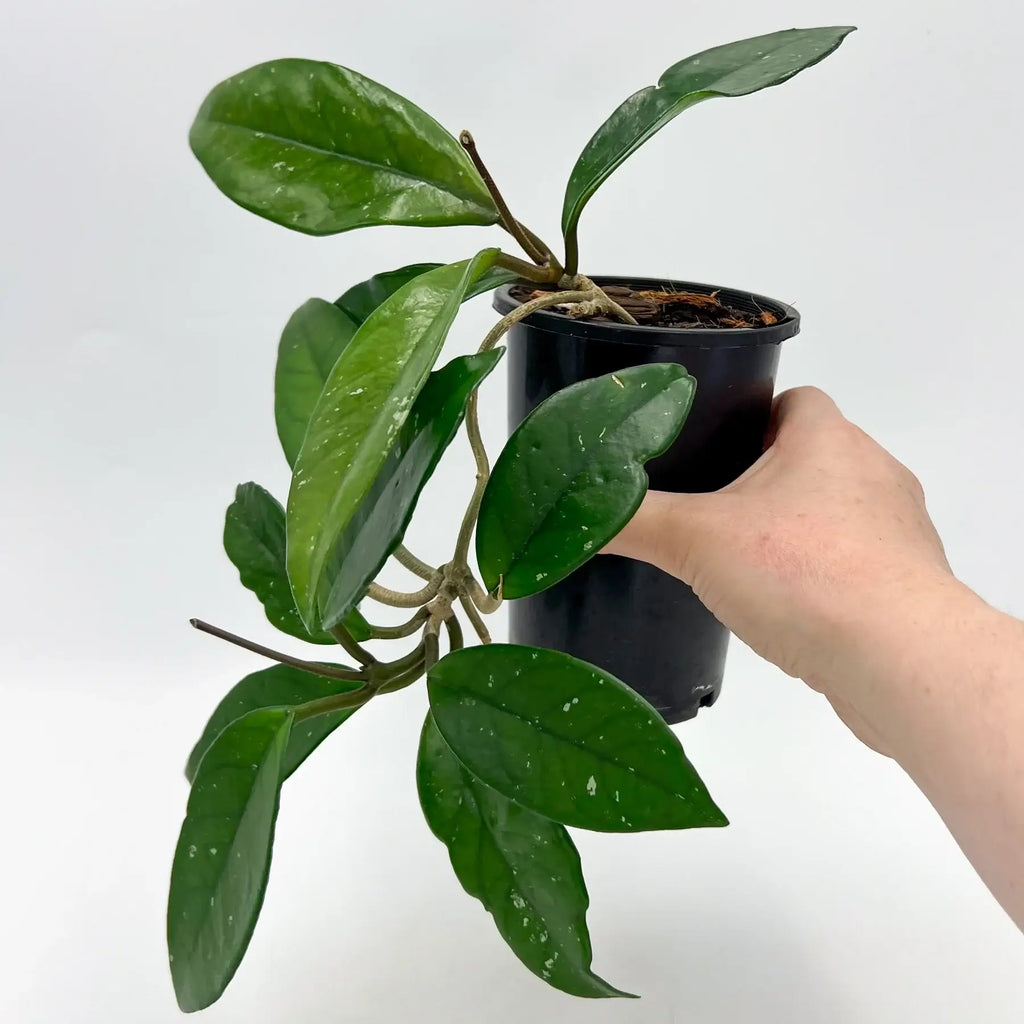 Hoya publicalyx 'Silver Schillachi' with lush green leaves held in hand, showcasing its striking foliage. Chalet Boutique, Australia.