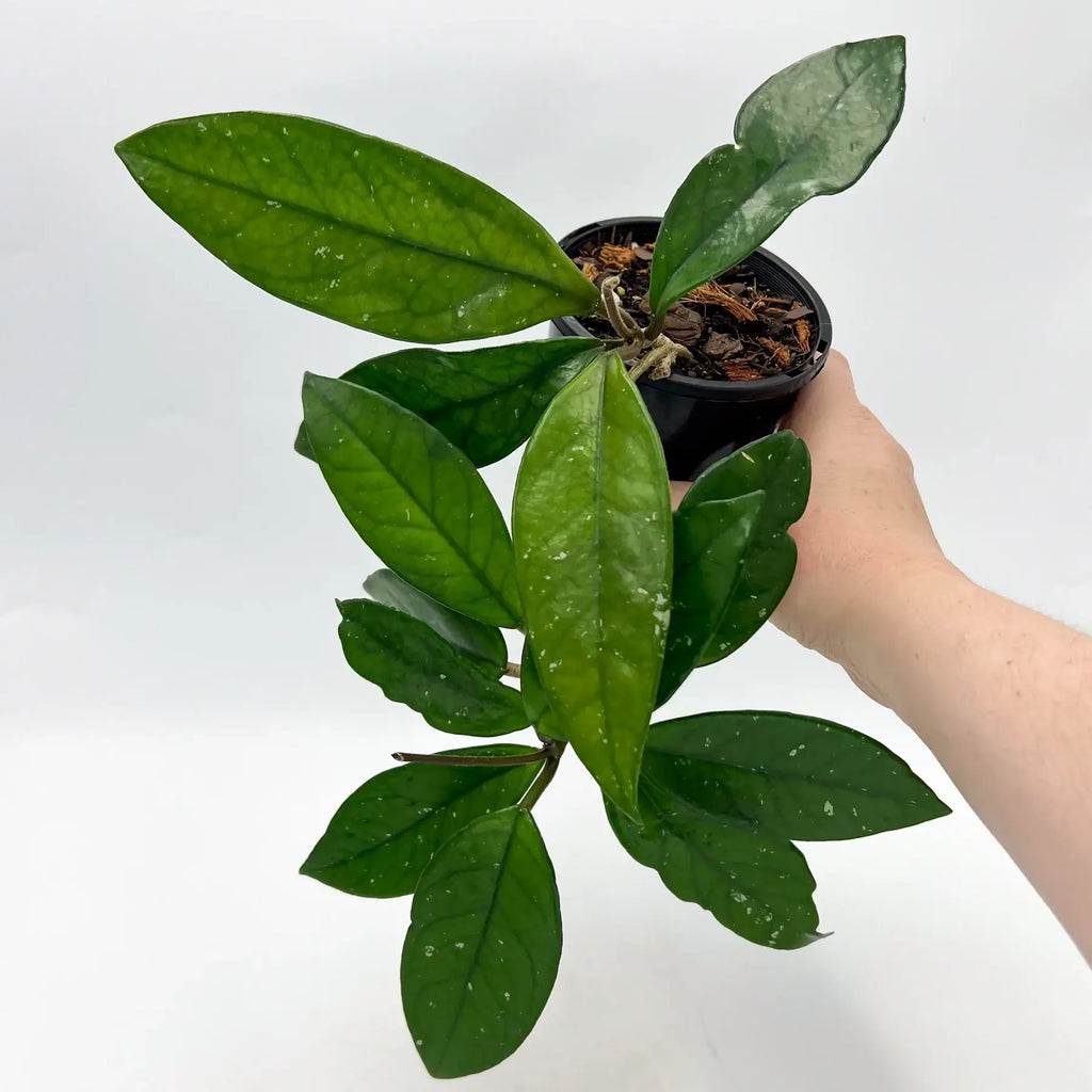 Hoya publicalyx 'Silver Schillachi' with elongated dark green leaves, displaying silver splashes, ideal for indoor plant collections. Chalet Boutique, Australia.