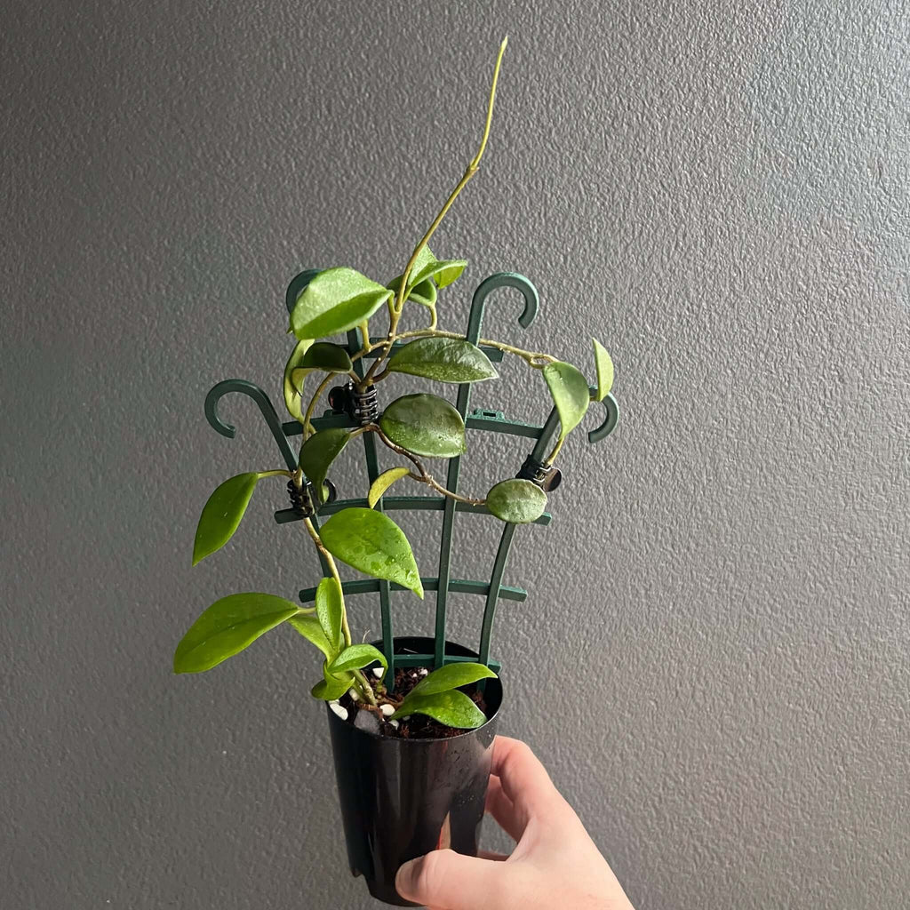 Hoya Pubicalyx 'Red Buttons' indoor plant in a black pot, showcasing lush green foliage and a trellis. Chalet Boutique, Australia.