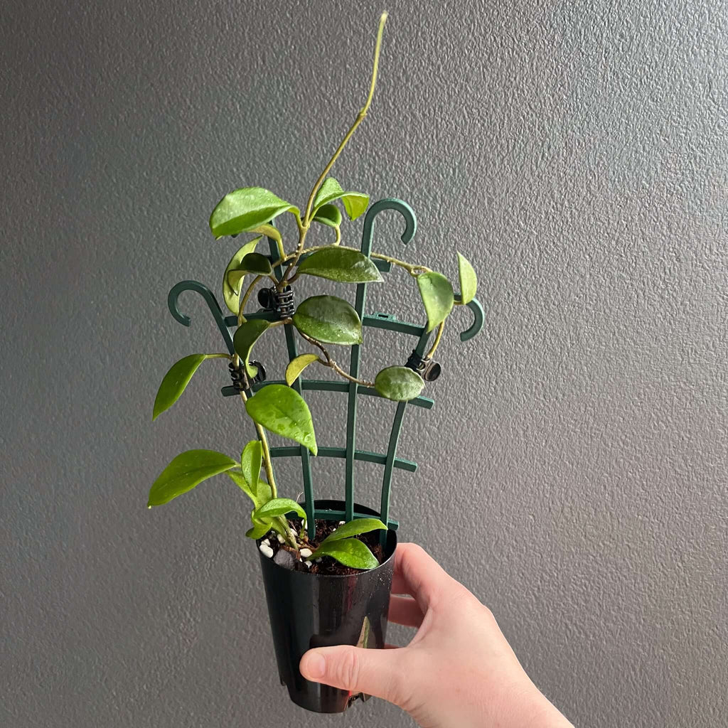 Hoya pubicalyx 'Red Buttons' in a pot, showcasing vibrant green leaves and trellis support. Buy rare indoor plants online at Chalet Boutique, Australia.