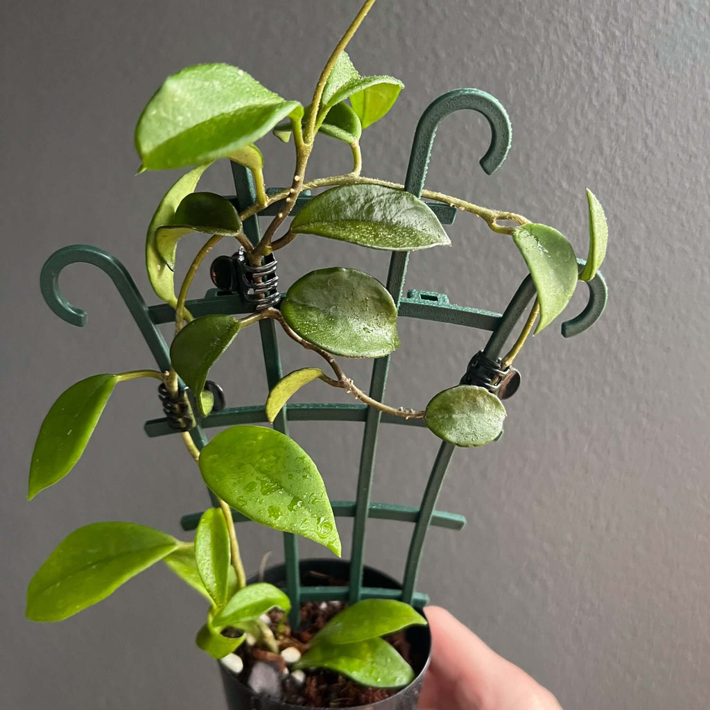 Hoya Pubicalyx 'Red Buttons' with green leaves growing on a support trellis, perfect for indoor plant enthusiasts. Chalet Boutique, Australia.