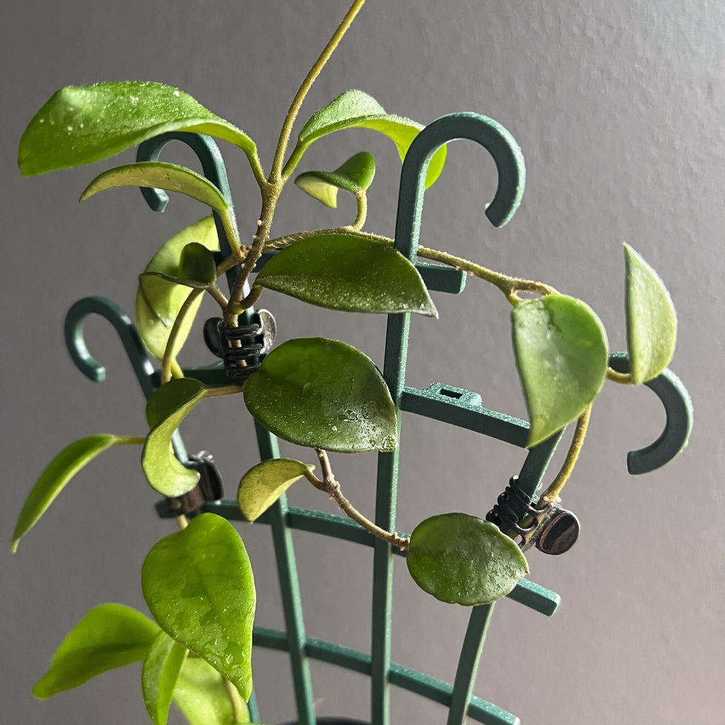 Hoya Pubicalyx 'Red Buttons' showcasing lush green leaves climbing a decorative trellis, perfect for indoor gardening. Chalet Boutique, Australia.