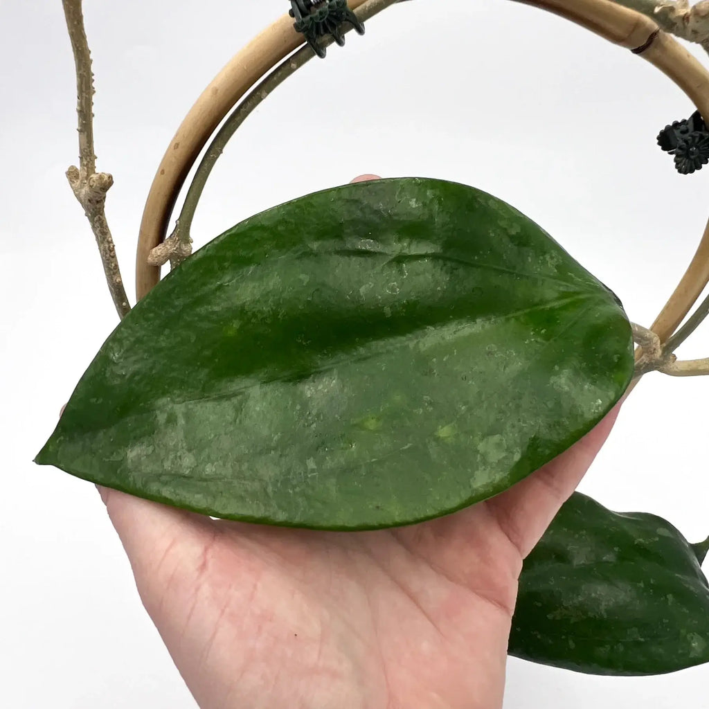 Hoya Rigida | Indoor Plant | Chalet Boutique - Australia