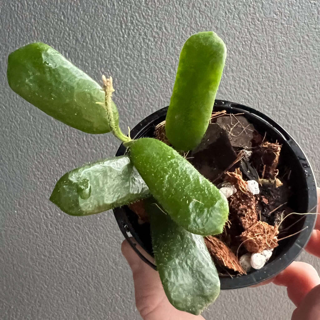 Hoya rotundiflora indoor plant with fuzzy, rectangular leaves in a black pot, available at Chalet Boutique, Australia.