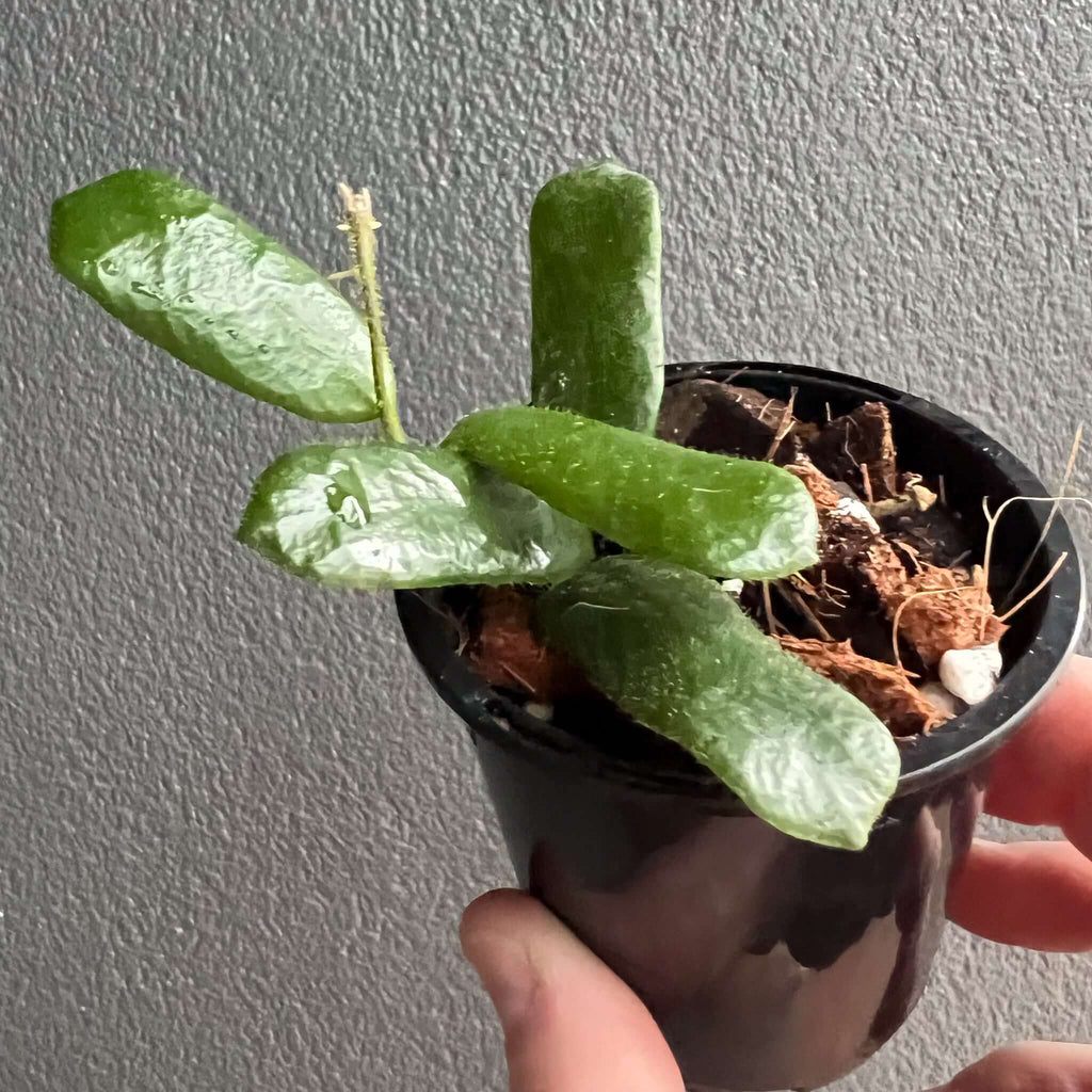 Hoya rotundiflora indoor plant with glossy green leaves in a black pot by Chalet Boutique, Australia.