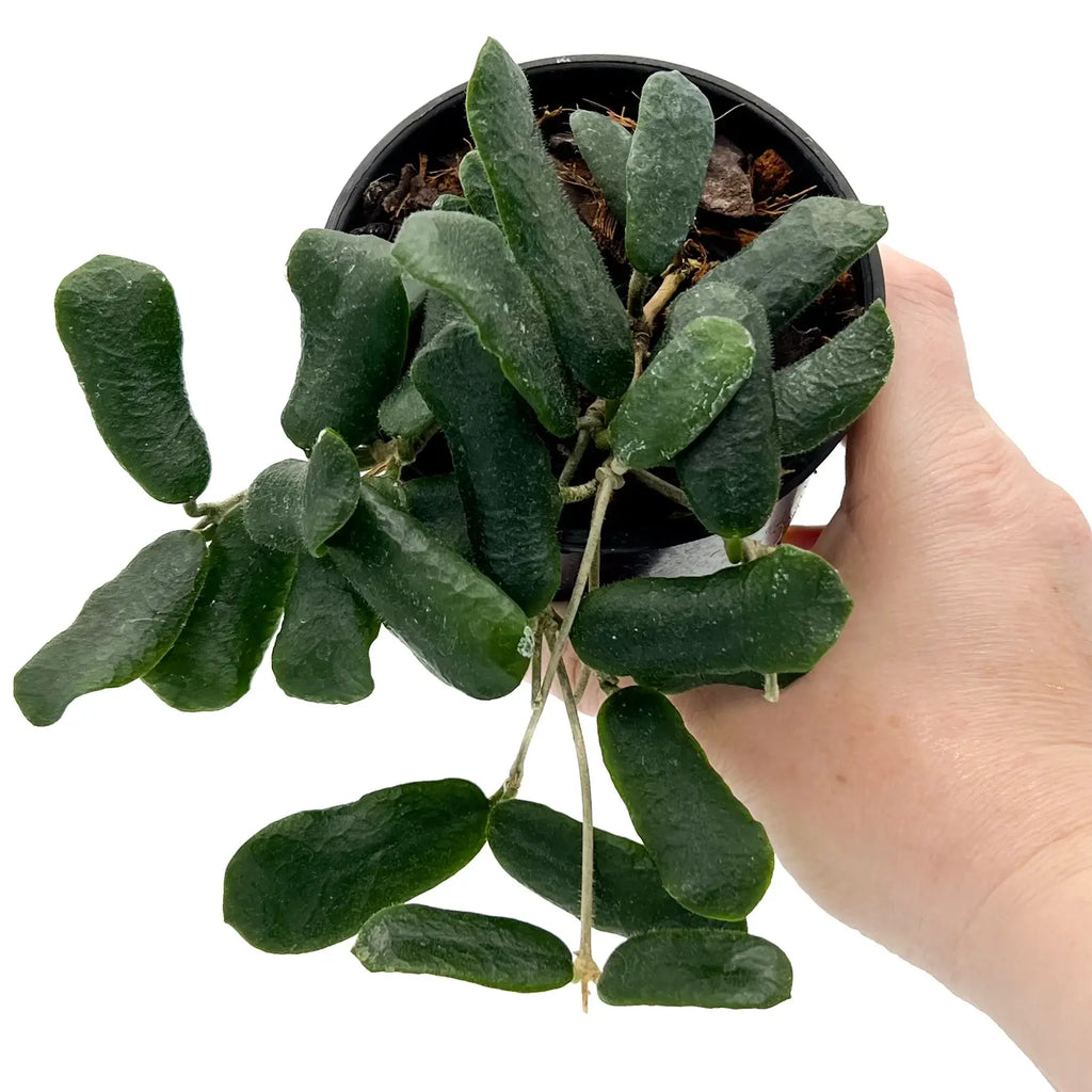 Hand holding a Hoya rotundiflora plant with fuzzy, rectangular leaves. Perfect for unique indoor plants Australia. Chalet Boutique, Australia.