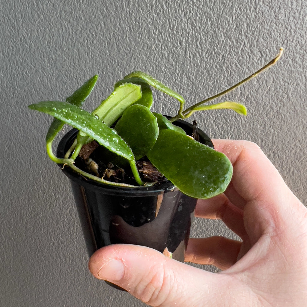 Close view of Hoya rotundiflora in hand highlighting the thick blocky foliage, firm texture and tidy upright vine structure.