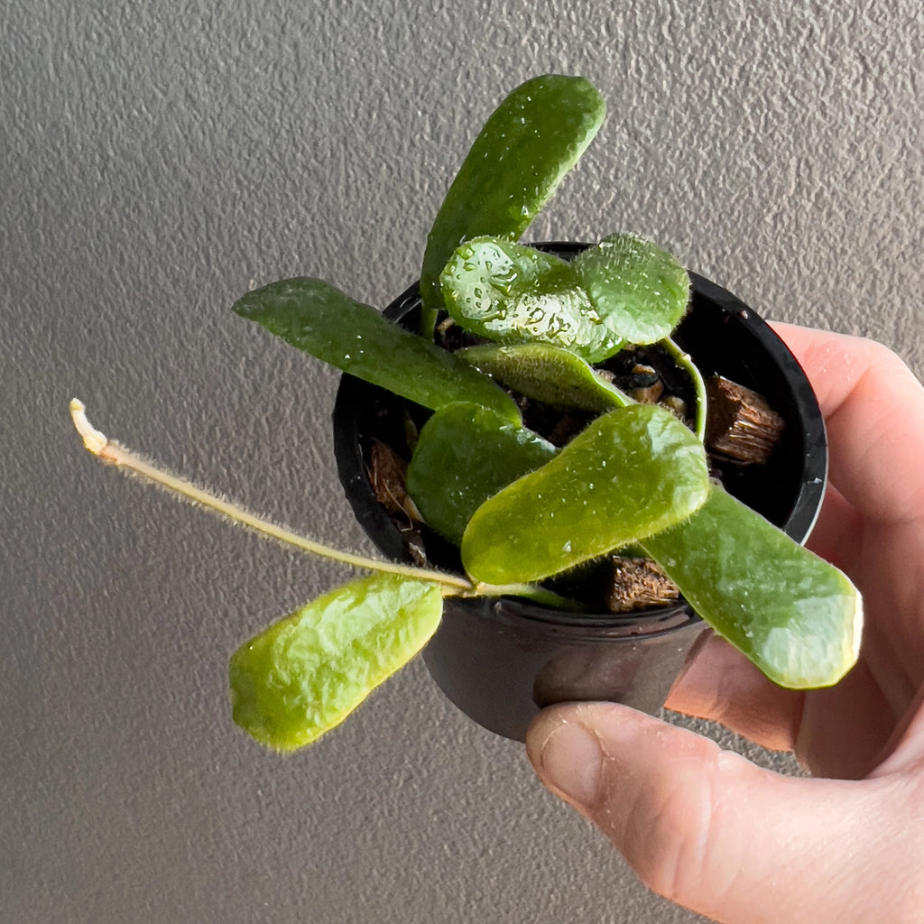 Hand holding a Hoya rotundiflora showing its distinctive square edged leaves with soft veining and a smooth matte green surface.