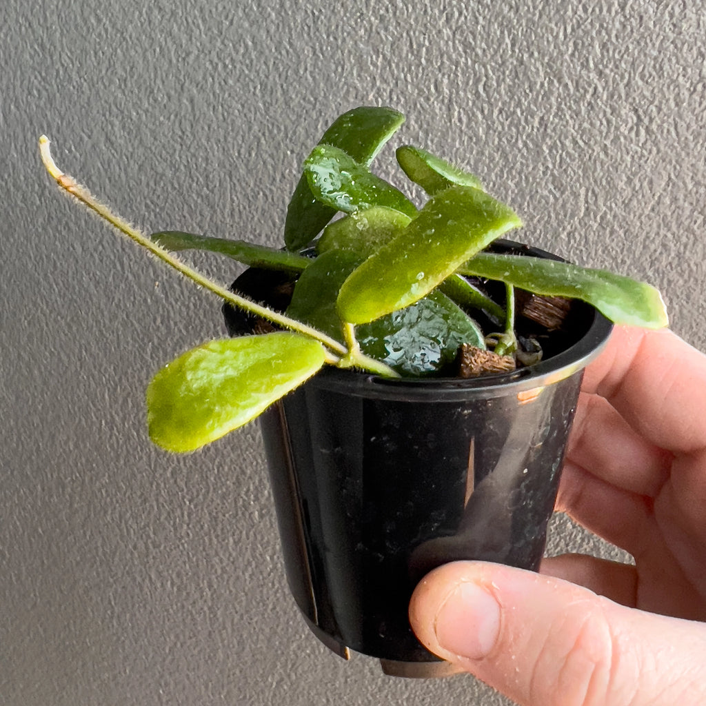 Hand holding a Hoya rotundiflora showing the solid leaf shape, gentle midrib and clean geometric form under natural light.