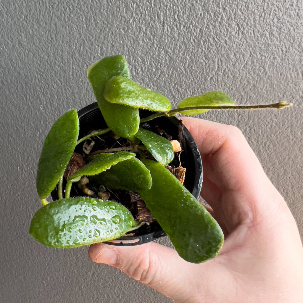 Hoya rotundiflora in a black nursery pot with compact stems and uniquely angular leaves set against a neutral background.