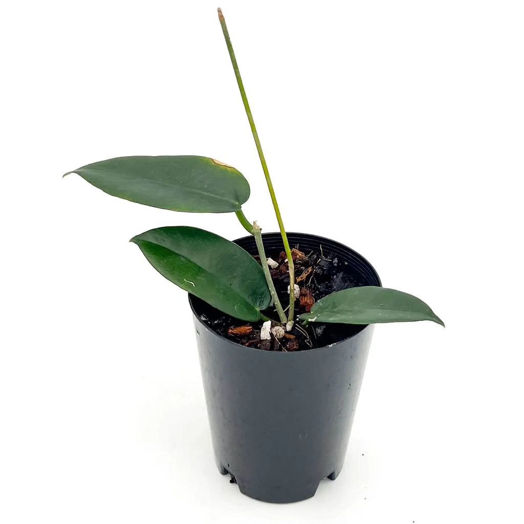 Hoya rundumensis indoor plant with thick green leaves in a black pot, perfect for unique houseplants. Chalet Boutique, Australia.