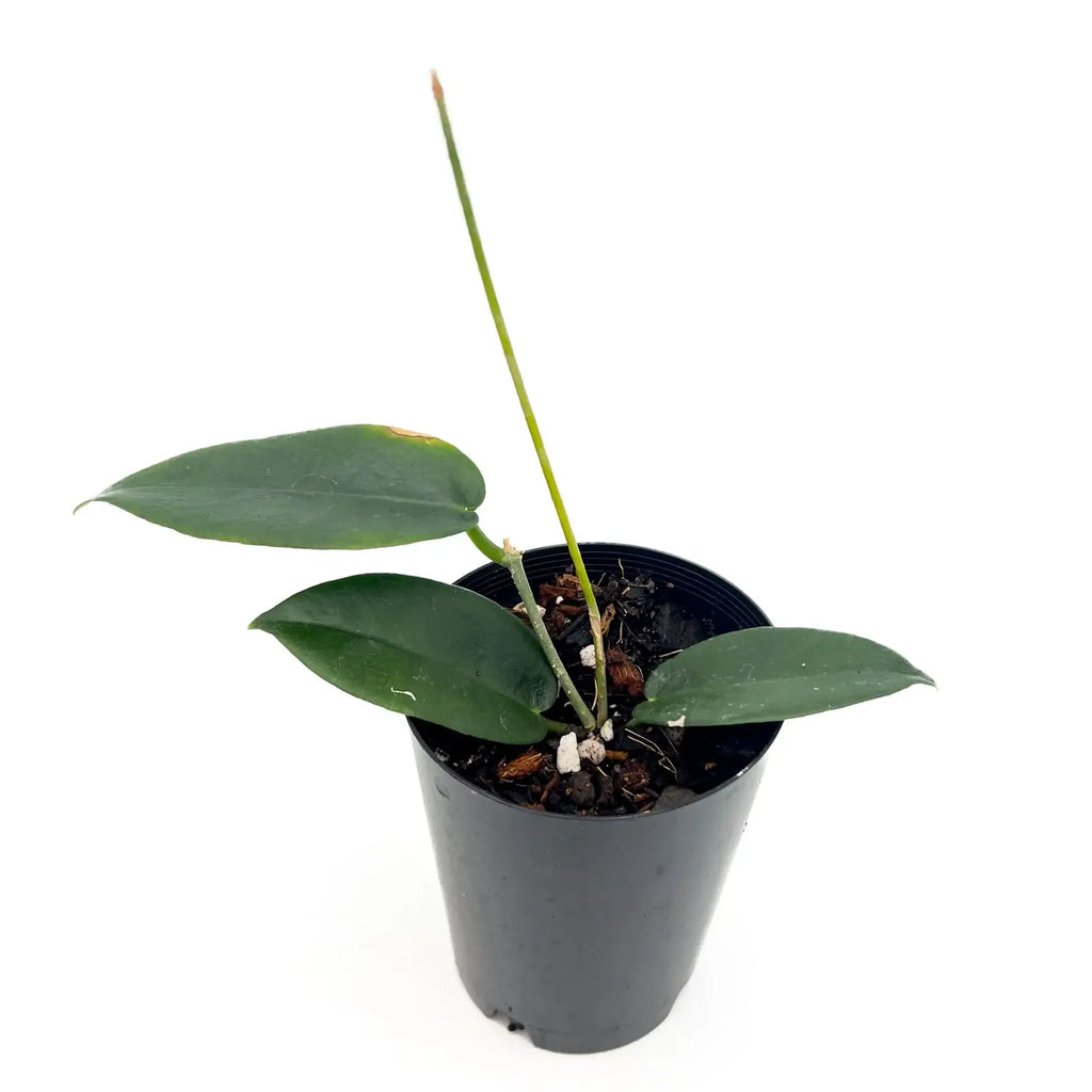 Hoya rundumensis plant in a black pot, featuring thick green leaves and a healthy growth stem. Chalet Boutique, Australia.