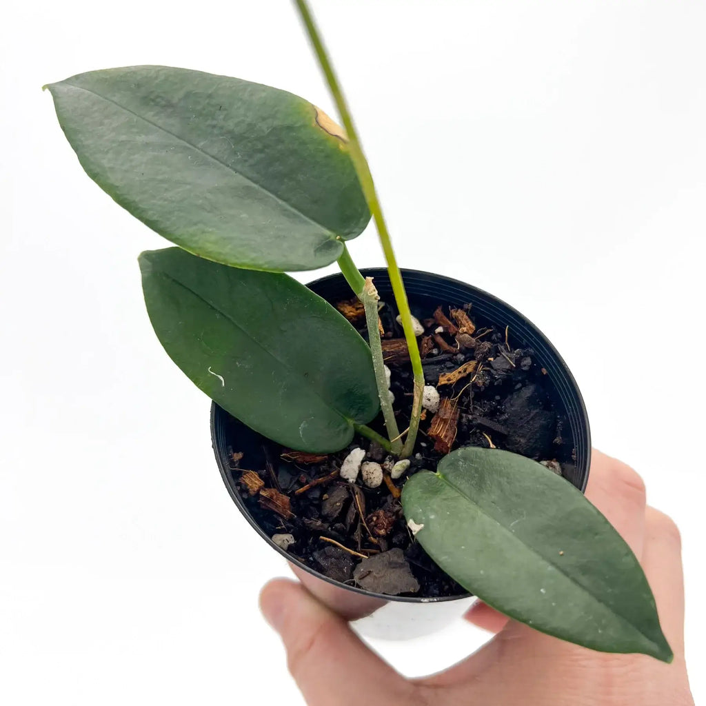 Hoya rundumensis with thick green leaves in black pot, perfect for rare indoor plants. Chalet Boutique, Australia.