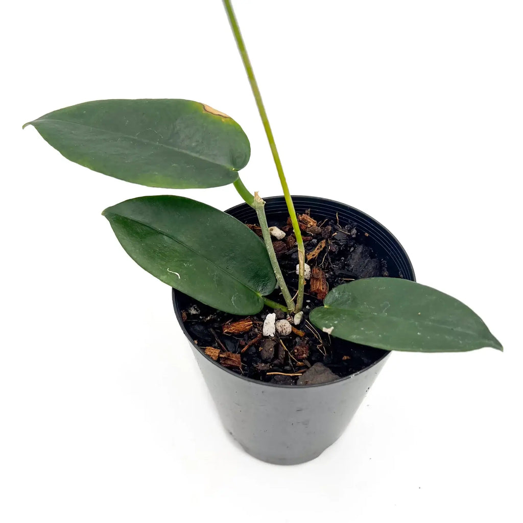 Hoya rundumensis plant in a nursery pot, showcasing its thick green leaves and unique texture. Chalet Boutique, Australia.