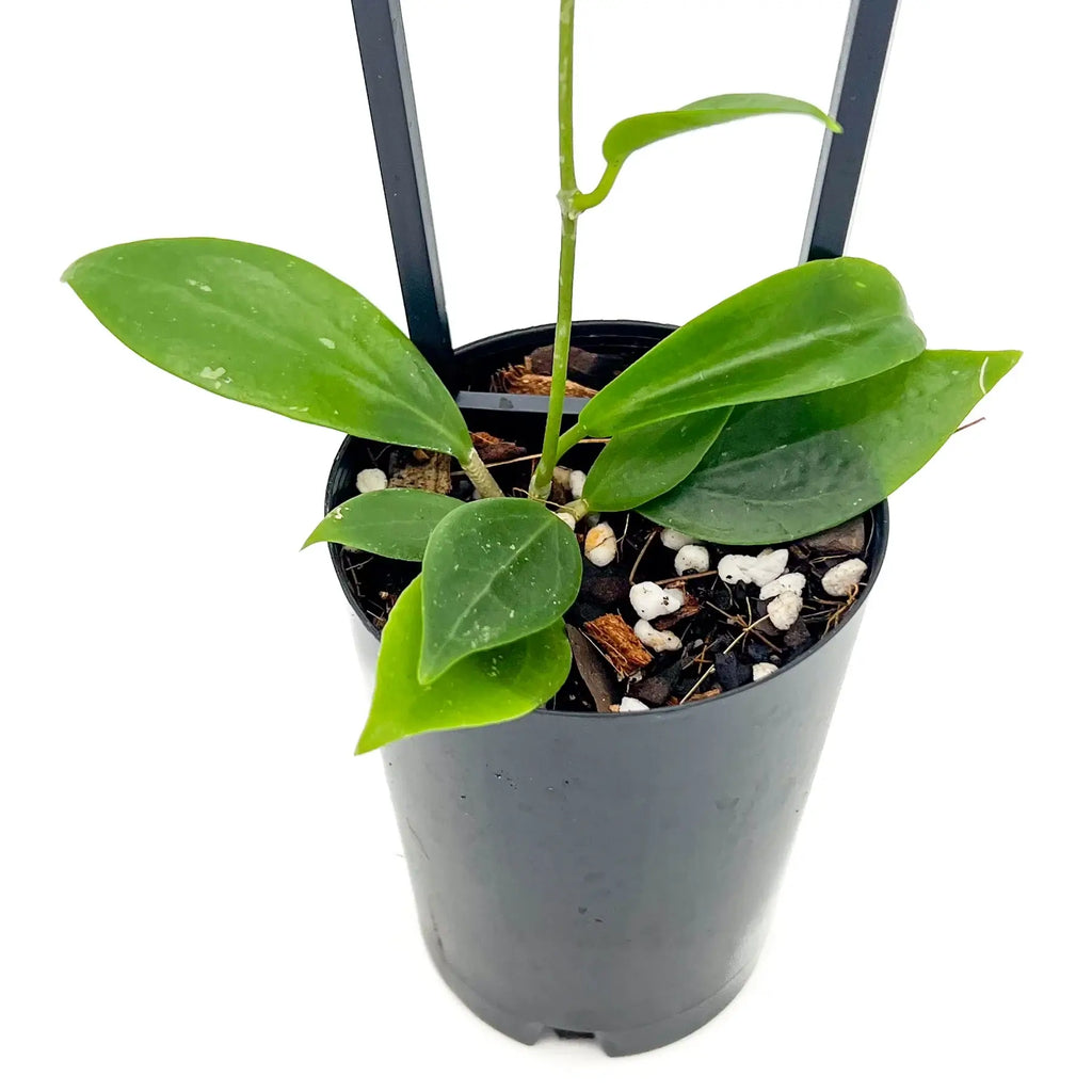 Hoya samoensis IML0192 plant in a nursery pot, showcasing glossy green leaves with light veins. Chalet Boutique, Australia.