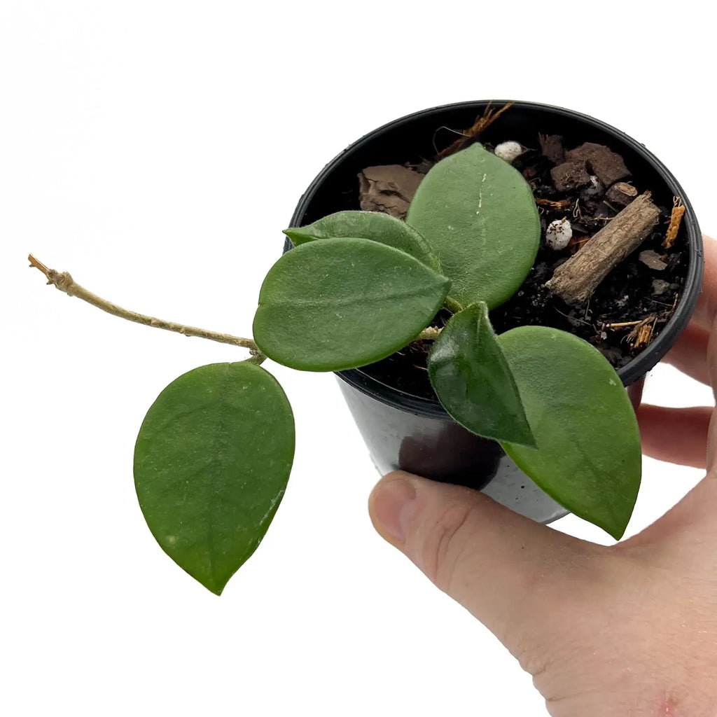 Hoya Serpens in a black pot, showcasing unique fuzzy leaves; rare indoor plant for online purchase in Australia.