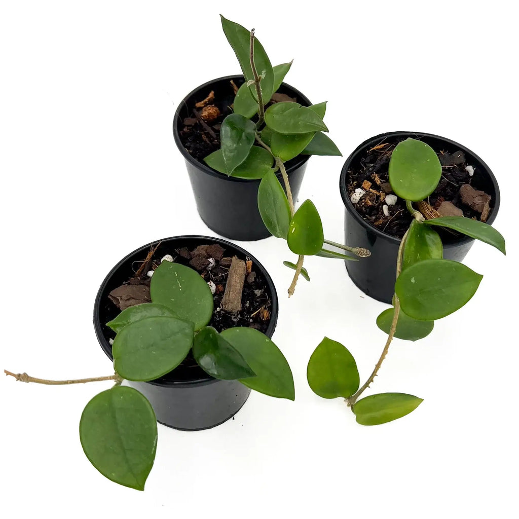 Hoya Serpens plants in pots, perfect rare indoor plants for your collection. Available online in Australia with express shipping.