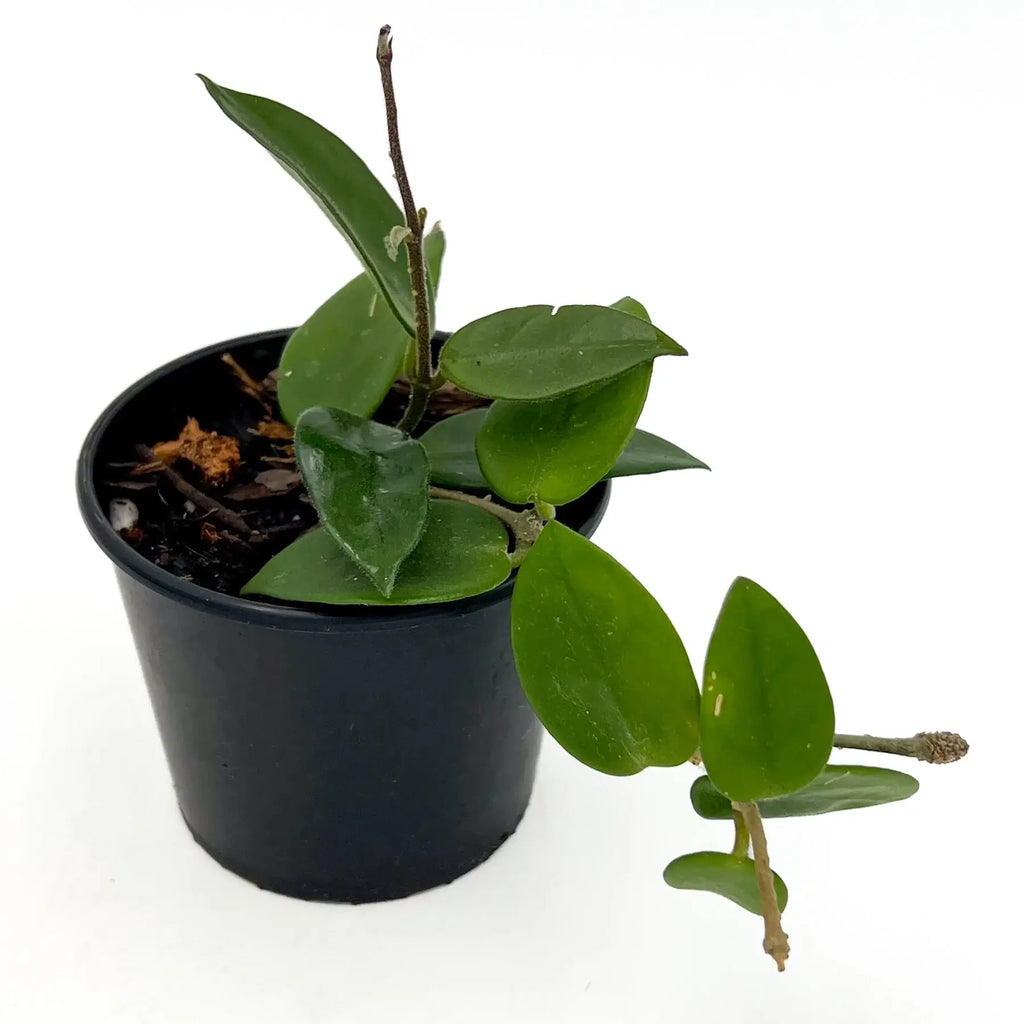 Hoya Serpens plant in a pot, showcasing its unique fuzzy leaves and delicate tendrils, perfect for indoor spaces.