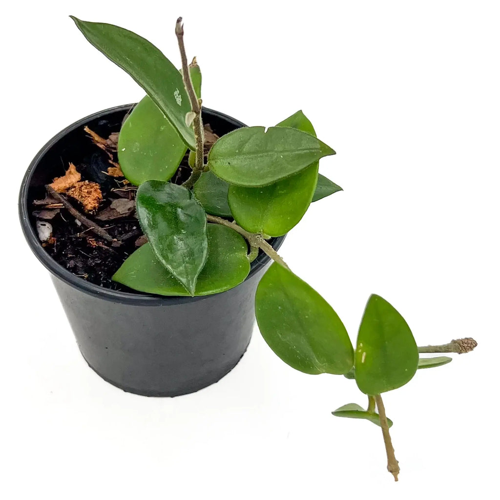 Hoya Serpens plant in pot, a rare indoor plant with lush green leaves, ideal for indoor gardens and Australian plant enthusiasts.