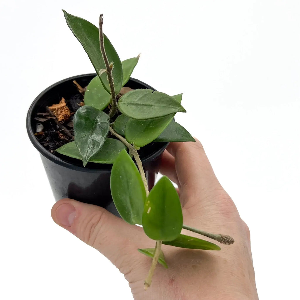 Hoya Serpens plant in a black pot, showcasing its fuzzy leaves and delicate tendrils, perfect for indoor spaces.