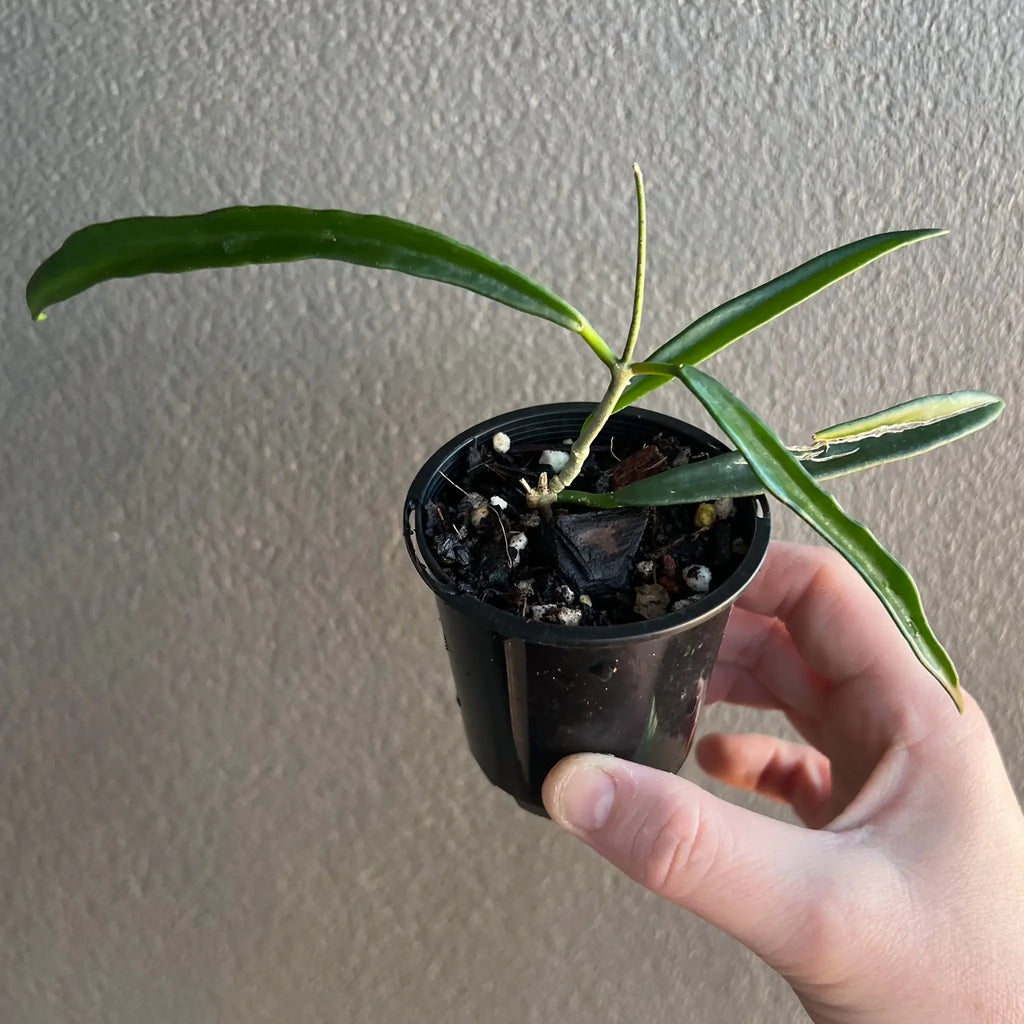 Hoya shepherdii indoor plant in black pot, featuring slender dark green leaves. Rare indoor plant from Chalet Boutique, Australia.