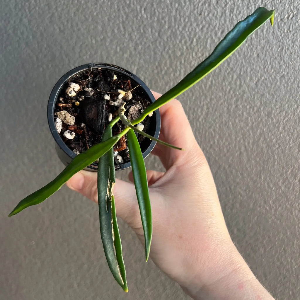 Hoya shepherdii indoor plant with slender dark green leaves in a pot, perfect for rare plant enthusiasts, Chalet Boutique, Australia.