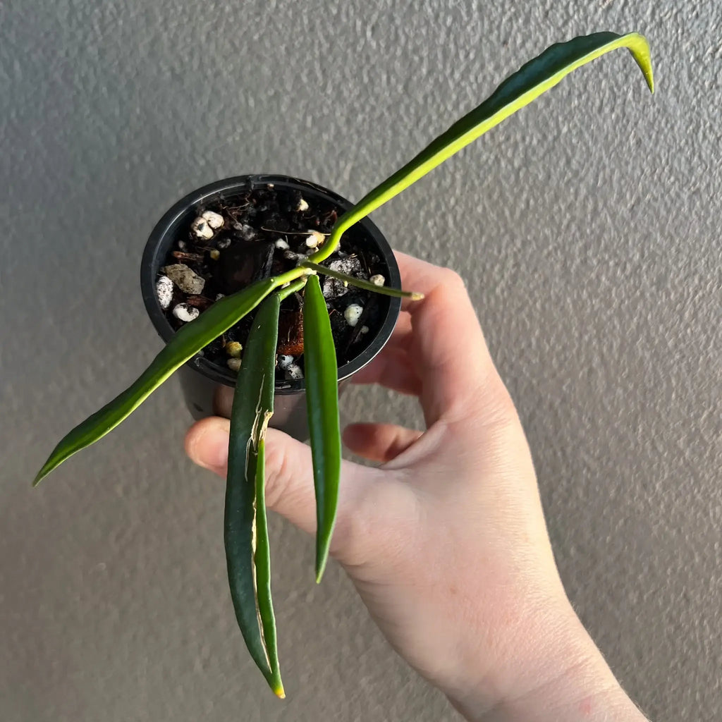 Hand holding a Hoya shepherdii plant with slender green leaves in a black pot, perfect for unique indoor plants Australia. Chalet Boutique, Australia.