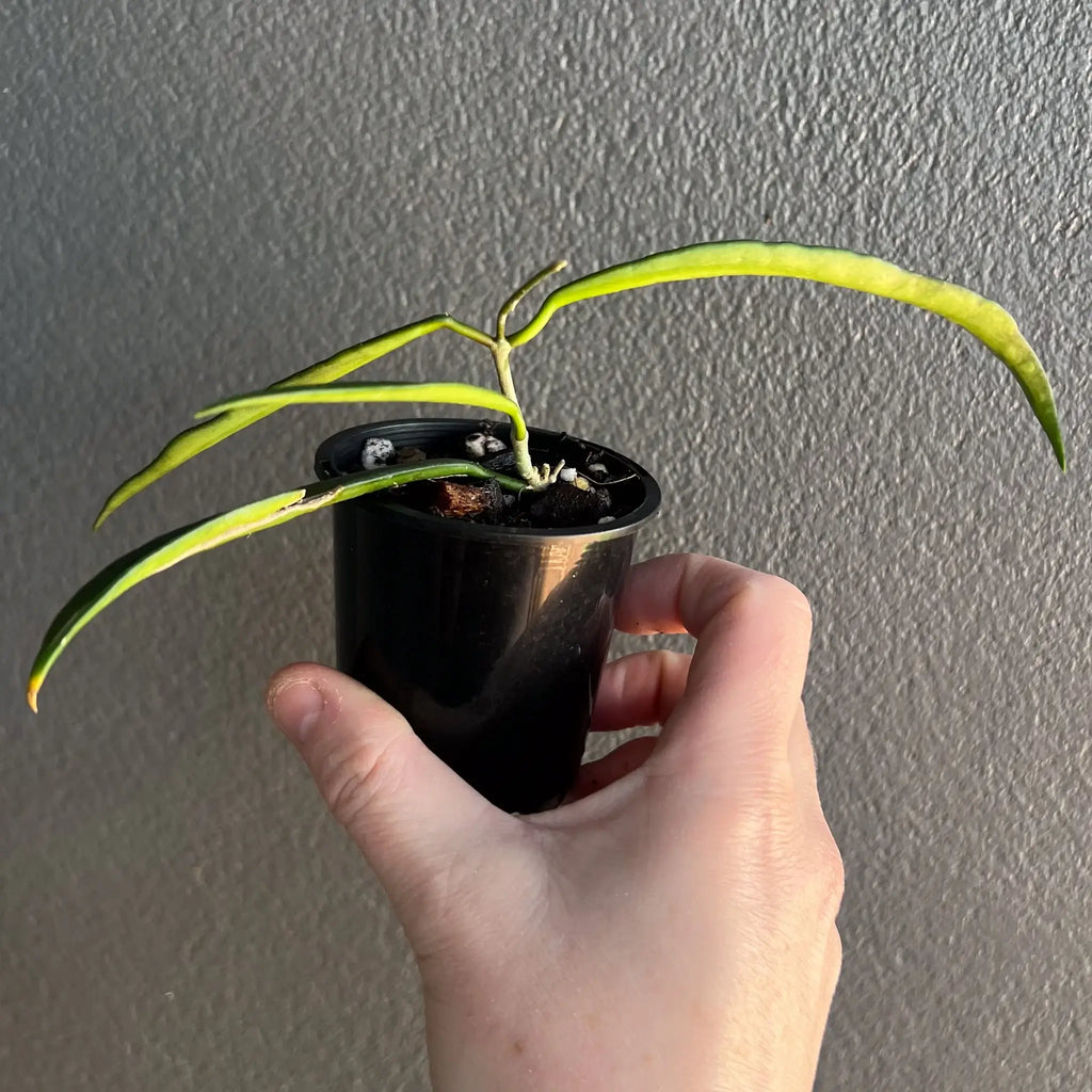 Hoya shepherdii plant in hand, showcasing elegant twining leaves, perfect for indoor plant lovers. Chalet Boutique, Australia.