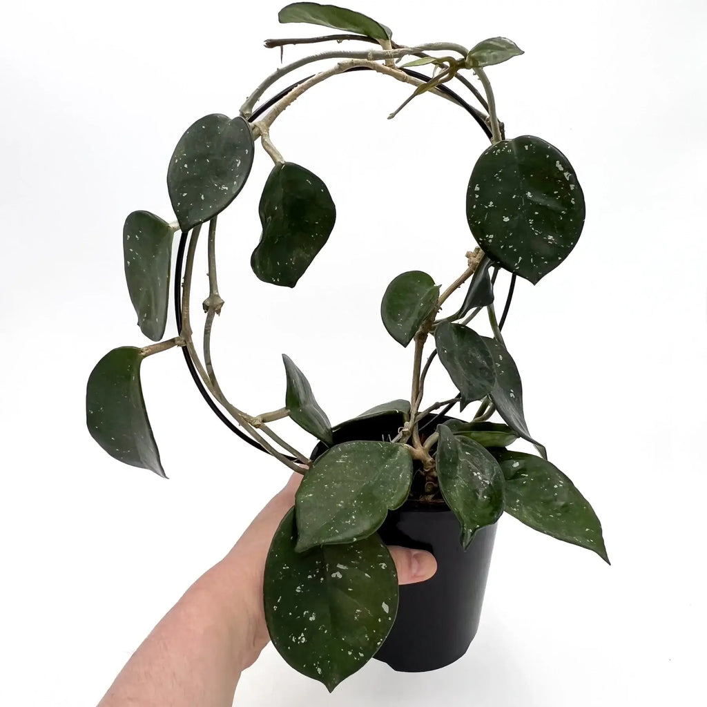 Hoya carnosa Snowball with deep green foliage and silver splashes in a black pot, ideal for indoor plant lovers. Chalet Boutique, Australia.