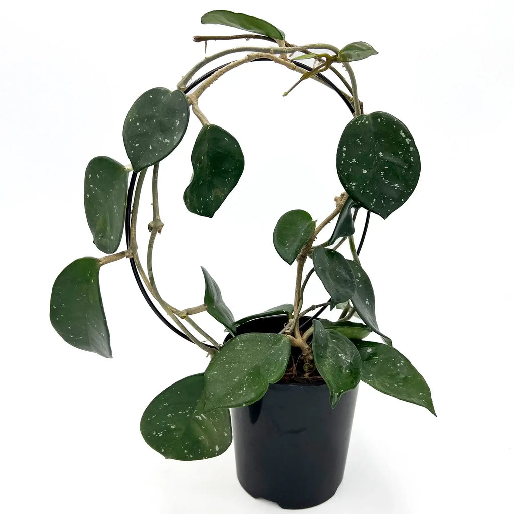 Hoya carnosa Snowball plant with deep green foliage and silver splashes, displayed in a black pot, Chalet Boutique, Australia.