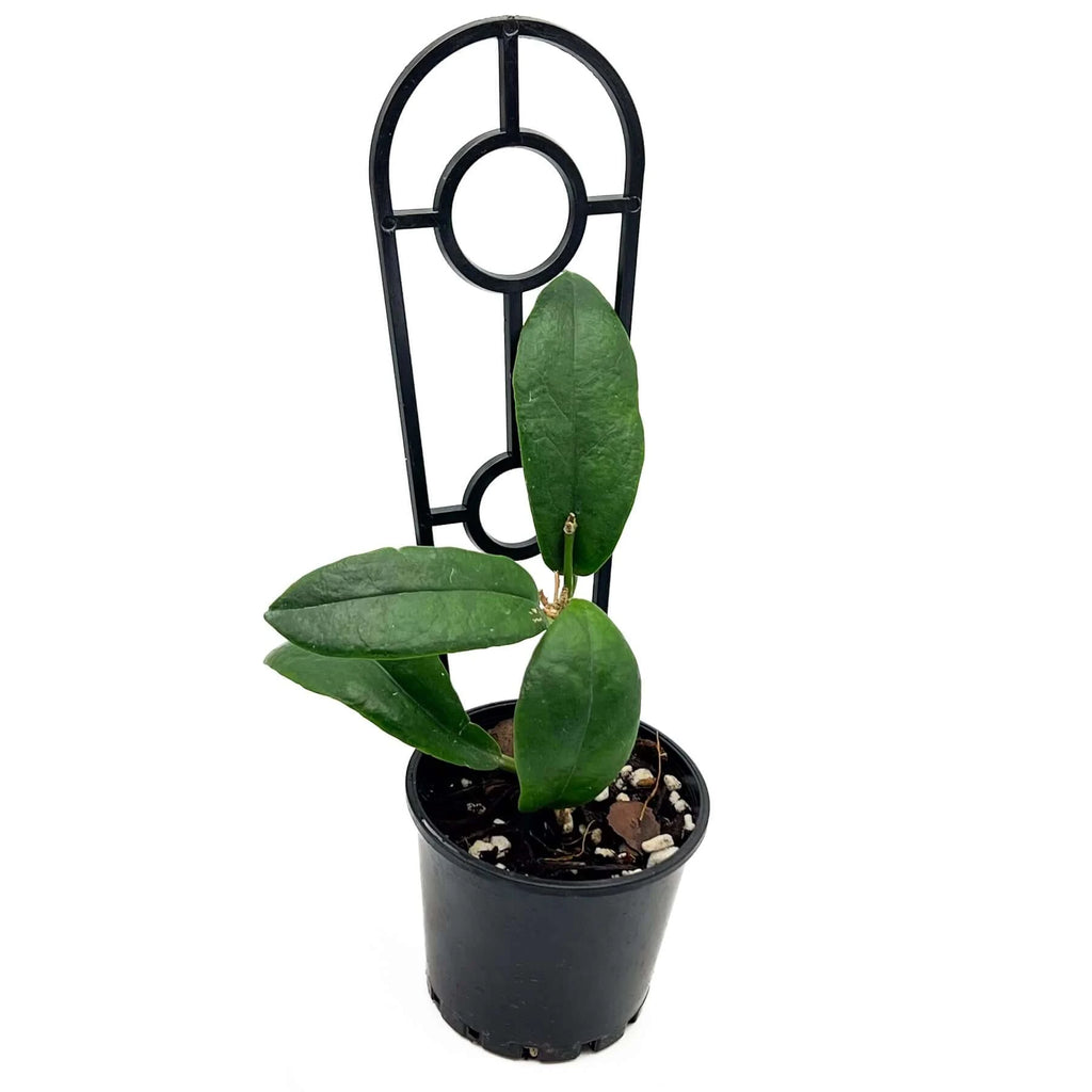 Hoya subcalva | Indoor Plant | Chalet Boutique - Australia