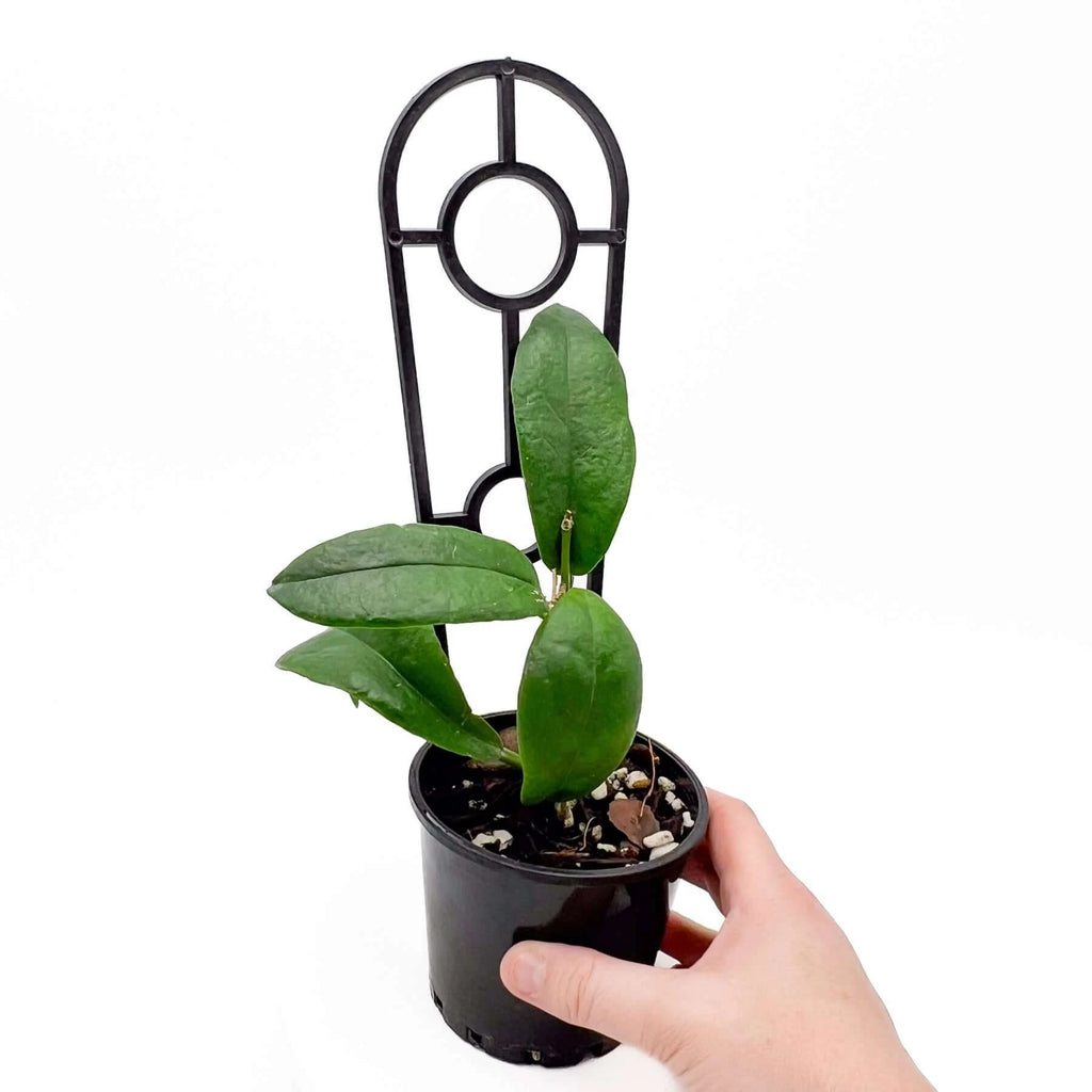 Hand holding Hoya subcalva plant in a black pot with decorative support, perfect for indoor gardening. Chalet Boutique, Australia.