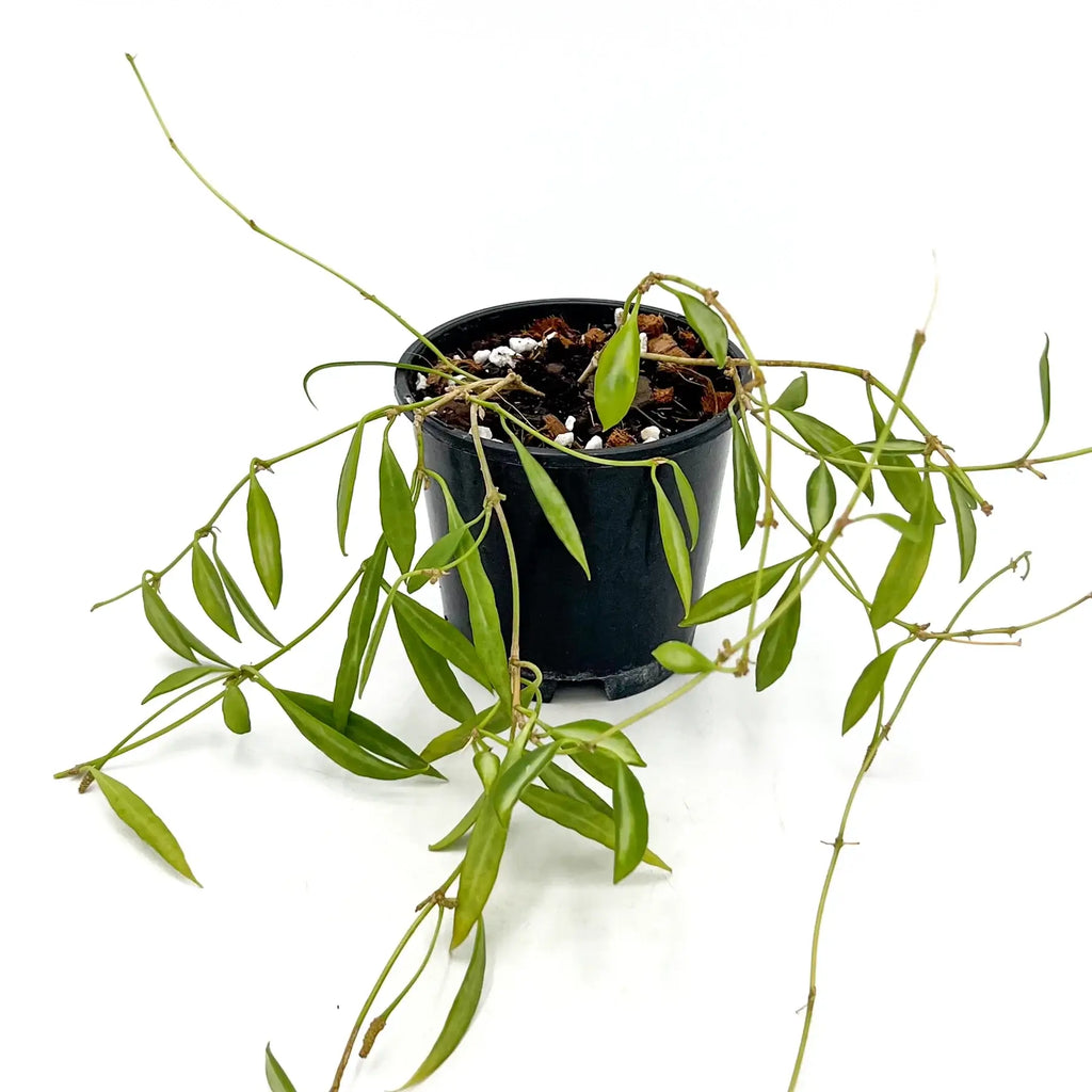 Hoya tsangii variegated potted plant with green leaves, showcasing unique variegation, ideal for indoor spaces.