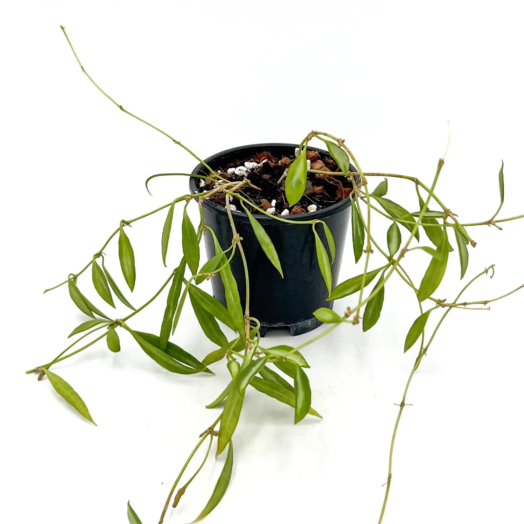 Buy Hoya Tsangii Variegated