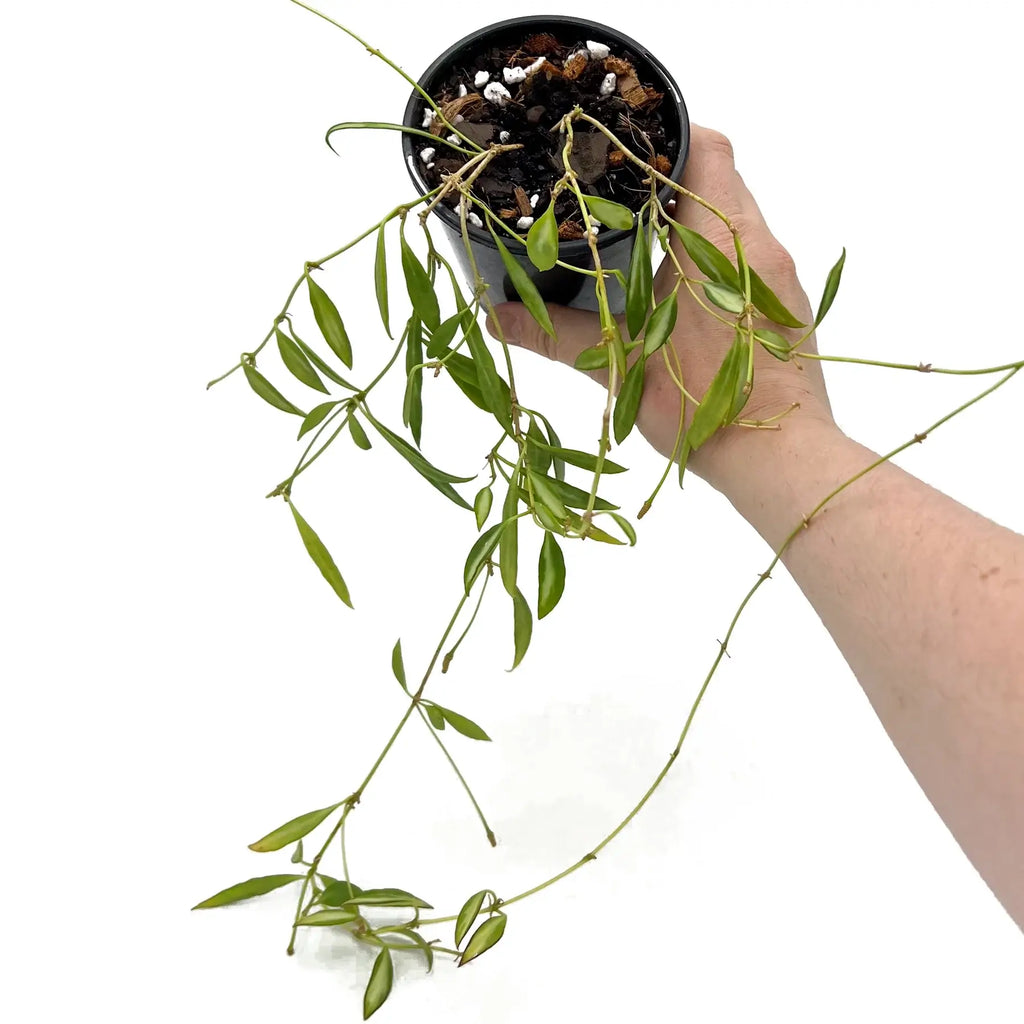 Hoya tsangii variegated indoor plant with trailing leaves in a black pot, a rare plant ideal for happy indoor spaces.