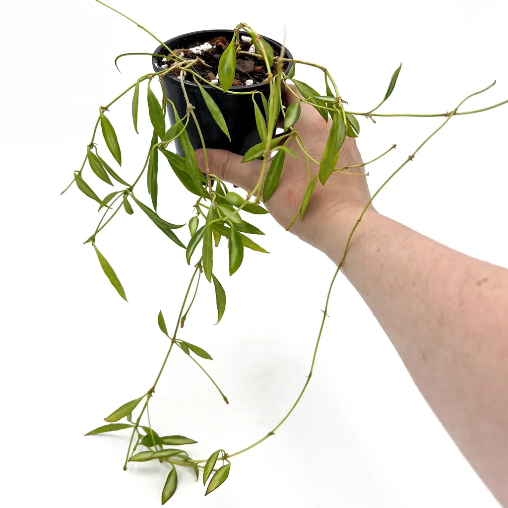 Hand holding a Hoya tsangii variegated plant in a pot, showcasing its trailing green leaves; rare indoor plant from Australia.