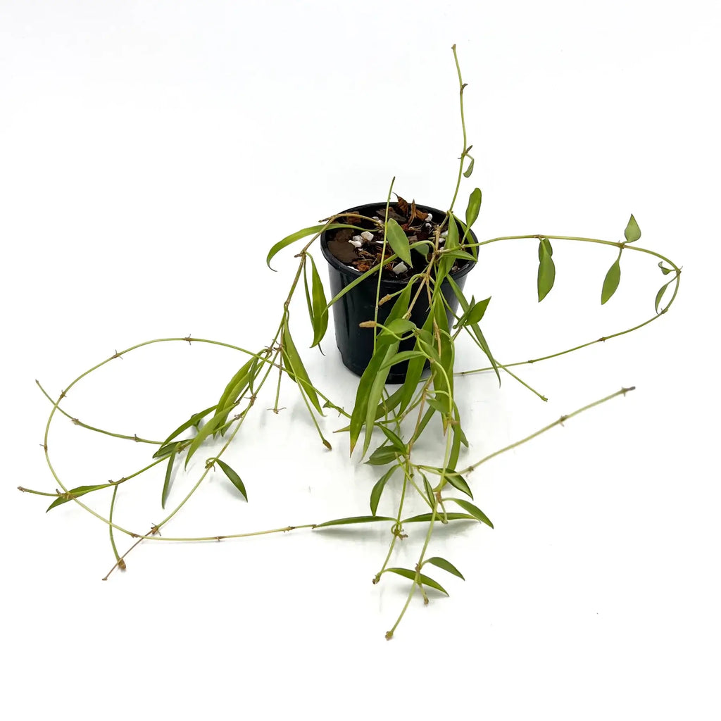 Hoya tsangii variegated plant with trailing green leaves in a pot, perfect rare indoor plant for Aussie homes.