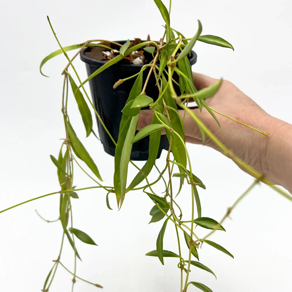 Hoya tsangii variegated plant being held, showcasing its trailing leaves, a rare indoor plant available in Australia.