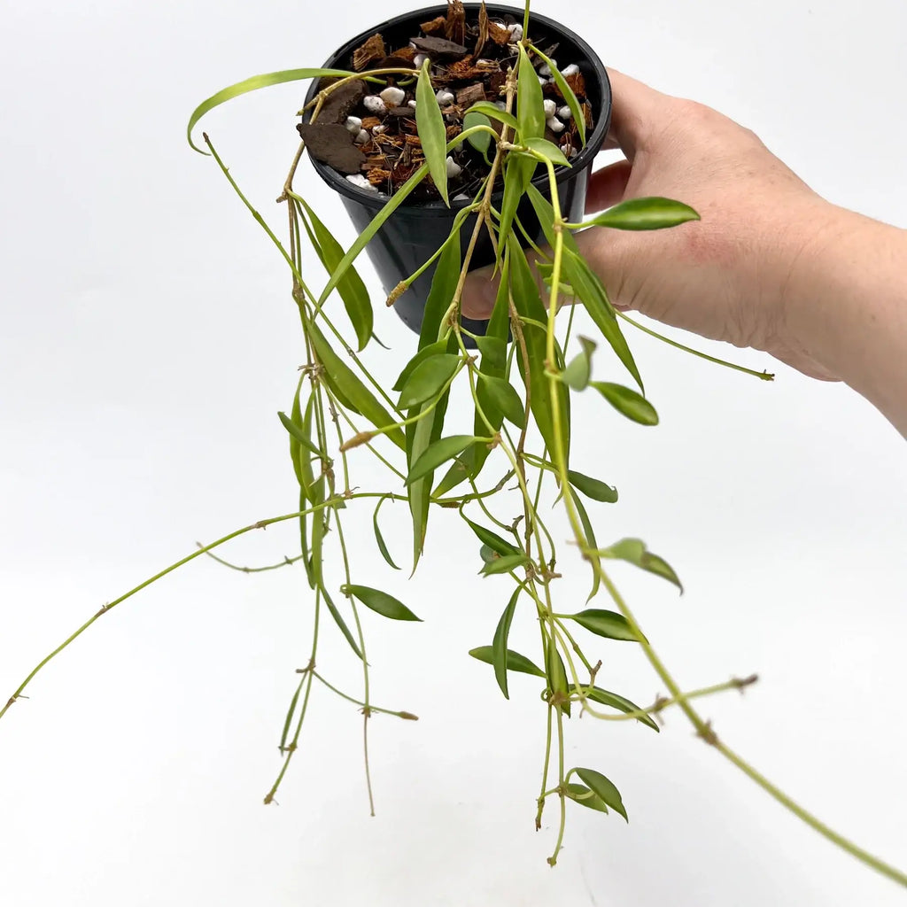 Hoya tsangii variegated plant in a pot, showcasing trailing green leaves, perfect for rare indoor plants enthusiasts.